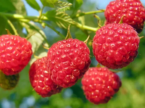 Fresh raspberries on the branch
